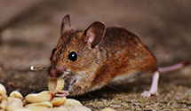 24 Hour & Emergency Exterminators in Turtle Creek, PA